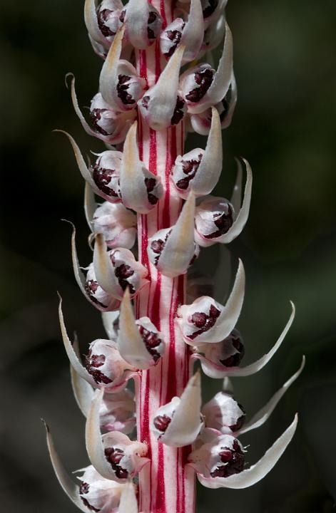 Candy Stripe, Allotropa virgata.jpg